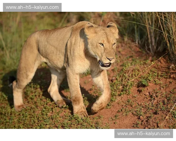 丛林王者vs荒野巨灵：狮子与熊的巅峰对决，谁才是真正的陆地霸主？